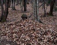 落ち葉で野宿